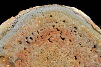 Fougère arborescente fossile - Tieta singularis - CT du Tronc - Permien (Brésil)